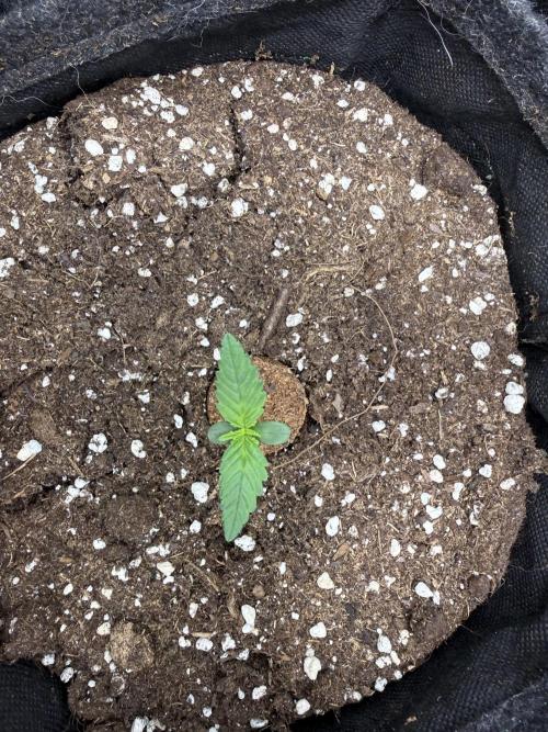 🍋🥤⬆️. Week 1 - D6