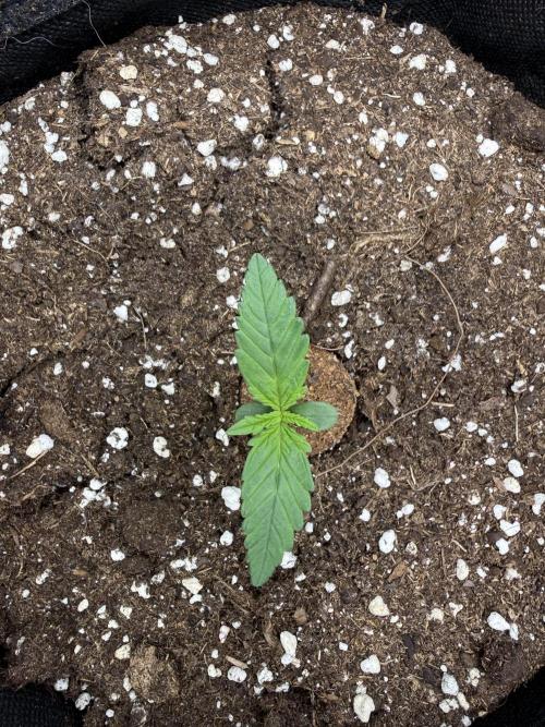 🍋🥤⬆️. Week 1 - D7