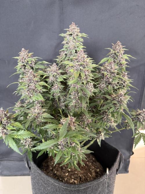 🍌😈🥊 RF3. Week 10