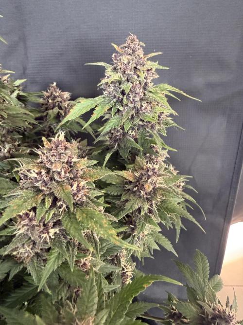 🍌😈🥊 RF3. Week 10