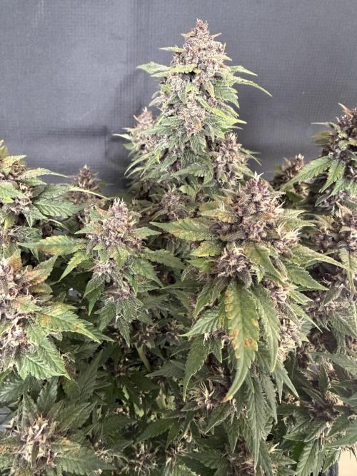 🍌😈🥊 RF3. Week 10