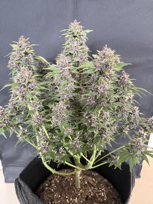 🍌😈🥊 RF3. Week 10