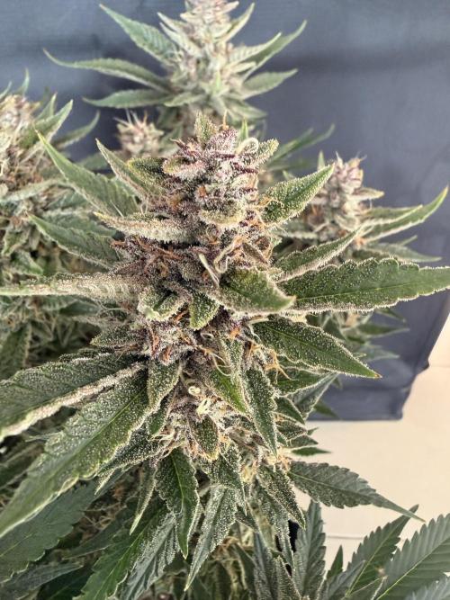 🍑 Indoor. Week 10