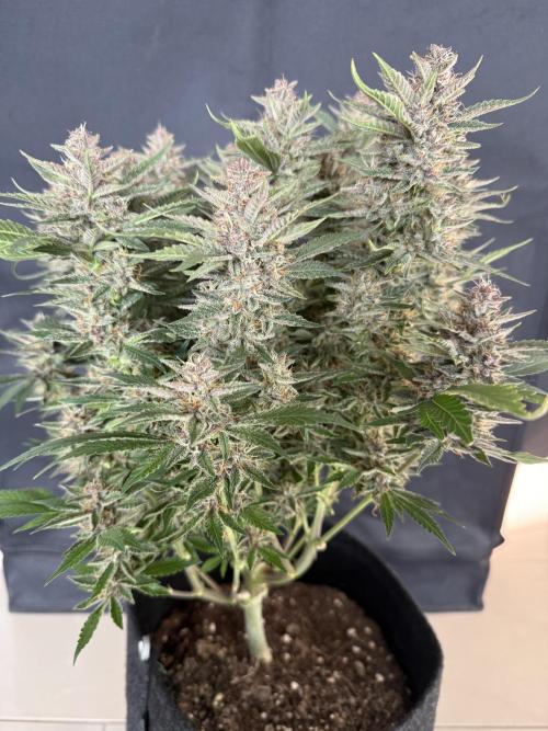 🍑 Indoor. Week 10