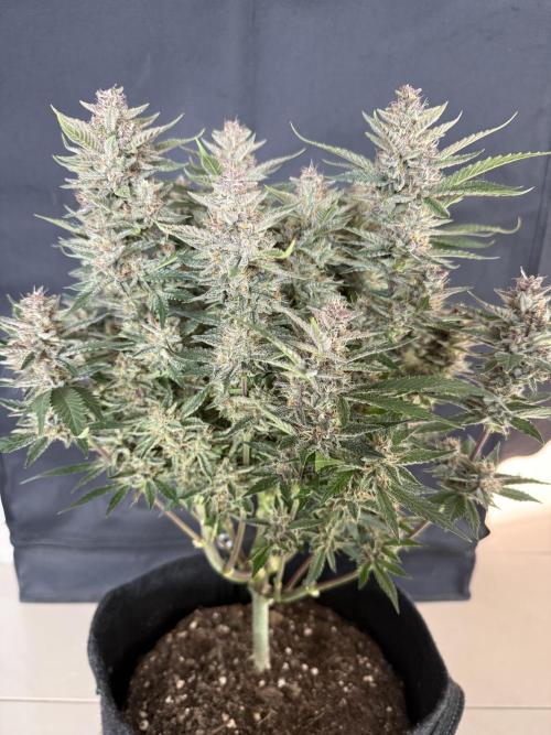 🍑 Indoor. Week 10