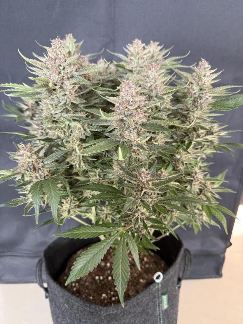 🍑 Indoor. Week 10