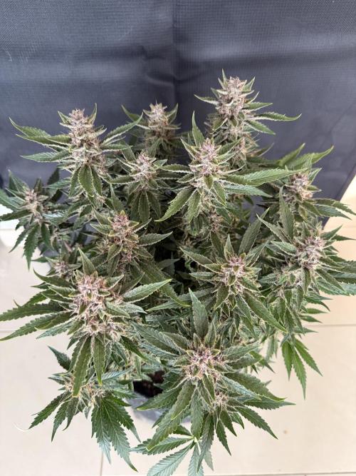 🍑 Indoor. Week 10