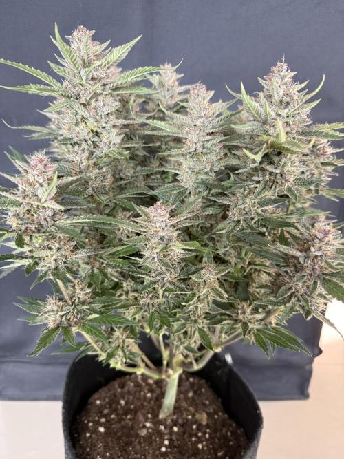 🍑 Indoor. Week 10