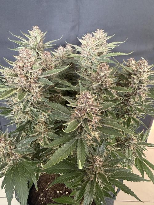 🍑 Indoor. Week 10