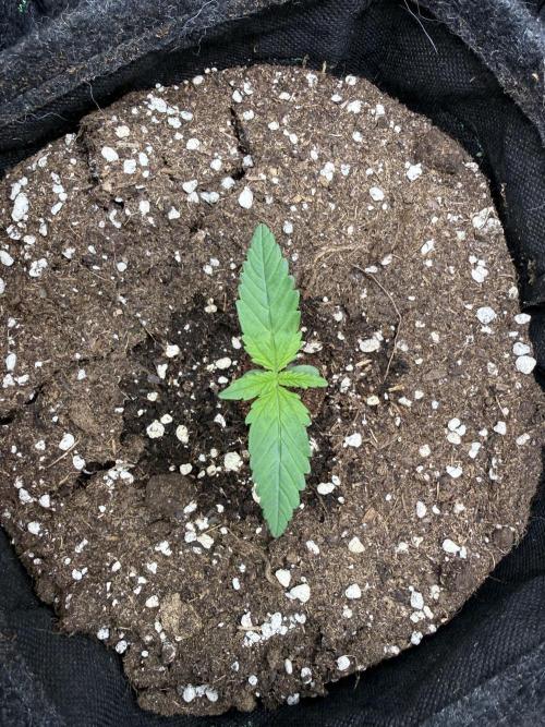 🍋🥤⬆️. Week 2 - D8