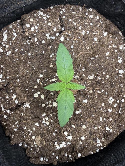 🍋🥤⬆️. Week 2 - D9