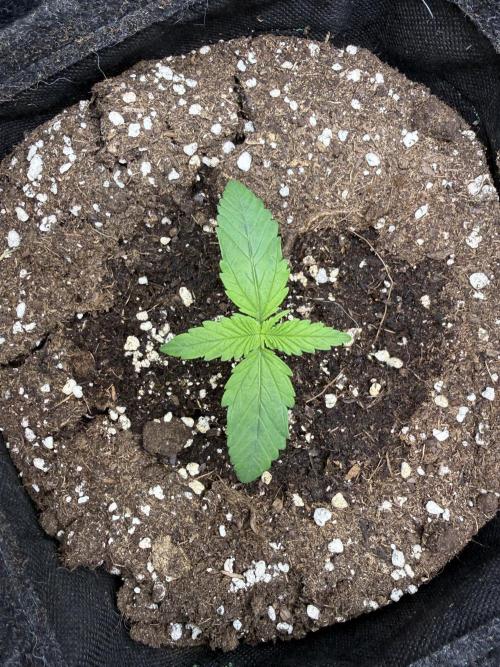 🍋🥤⬆️. Week 2 - D10