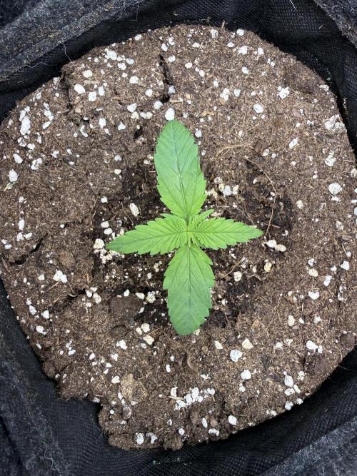 🍋🥤⬆️. Week 2 - D11