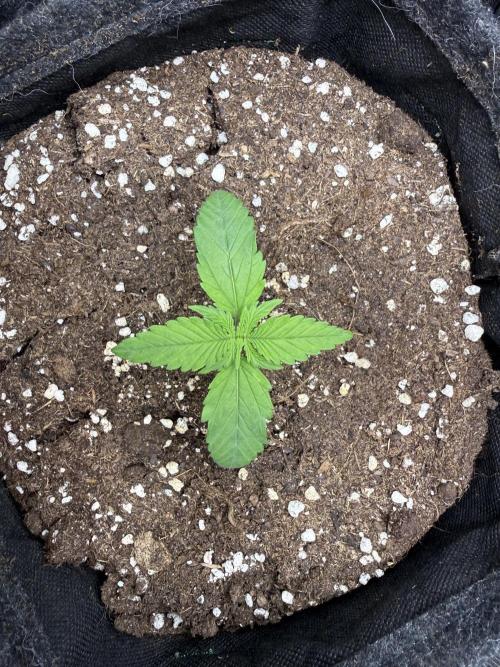 🍋🥤⬆️. Week 2 - D12