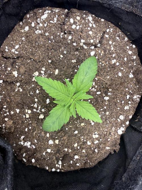 🍋🥤⬆️. Week 2 - D13