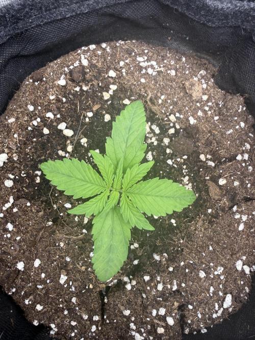 🍋🥤⬆️. Week 2 - D14