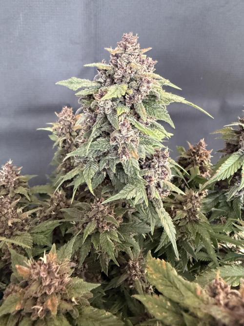 🍌😈🥊 RF3. Week 11