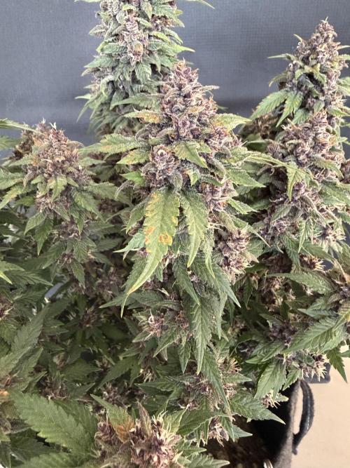 🍌😈🥊 RF3. Week 11