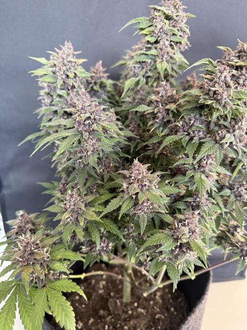 🍌😈🥊 RF3. Week 11