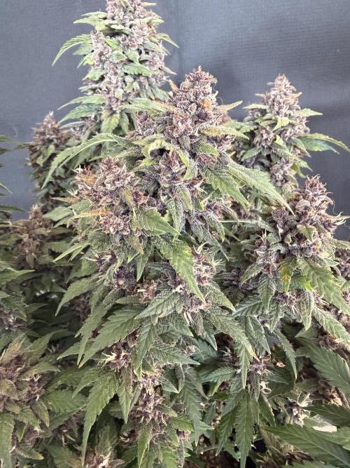 🍌😈🥊 RF3. Week 11