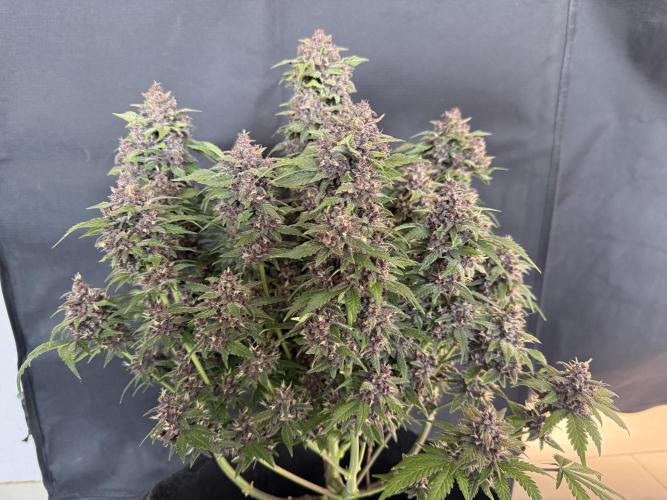 🍌😈🥊 RF3. Week 11