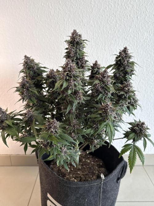 🍌😈🥊 RF3. Week 11