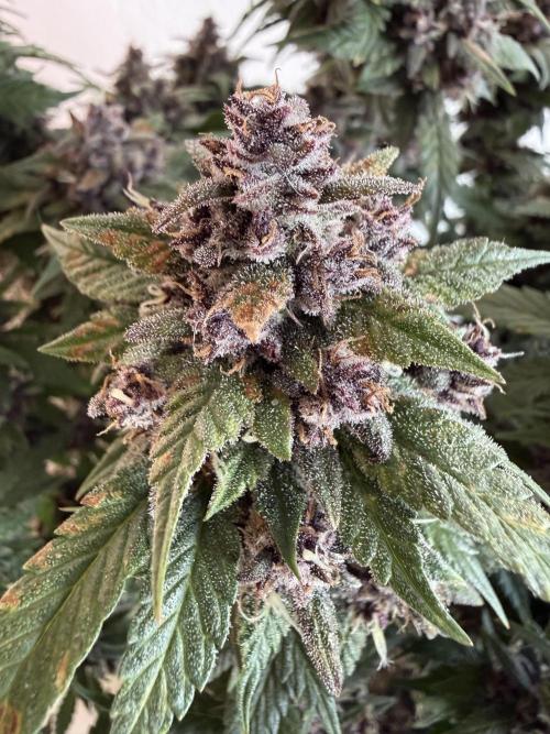 🍌😈🥊 RF3. Week 11