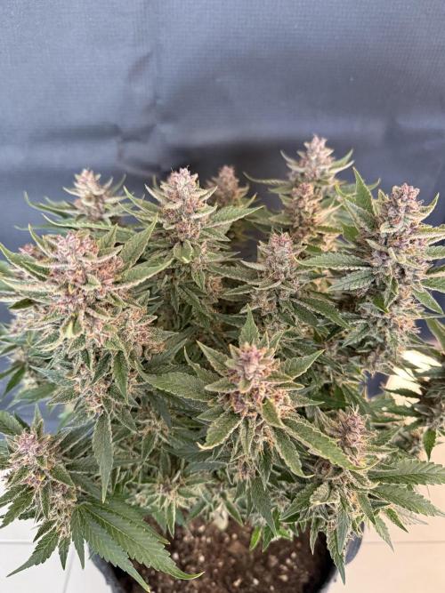 🍑 Indoor. Week 11