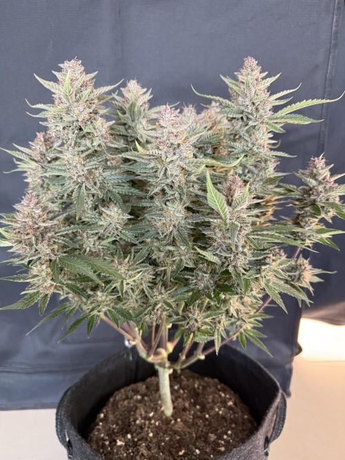 🍑 Indoor. Week 11