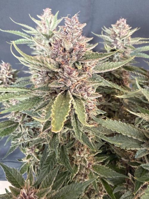 🍑 Indoor. Week 11