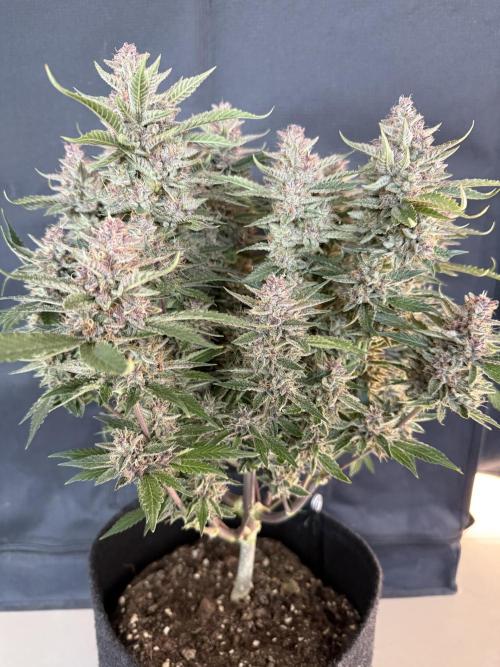 🍑 Indoor. Week 11