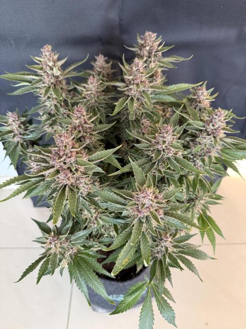 🍑 Indoor. Week 11