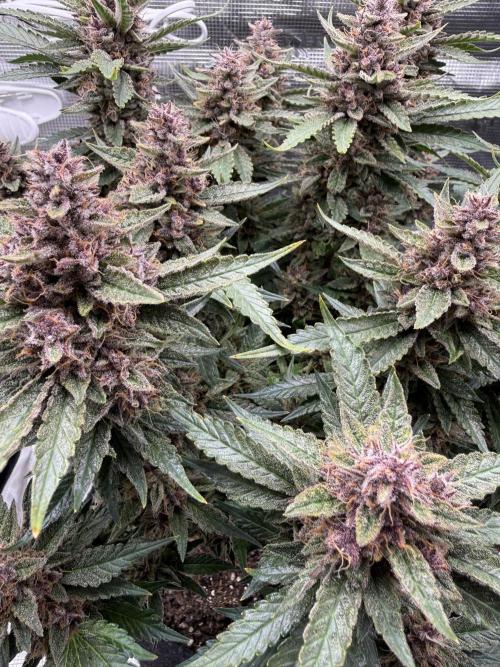 🍑 Indoor. Week 11