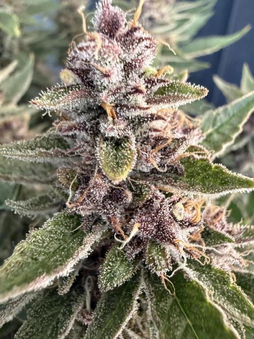 🍑 Indoor. Week 11