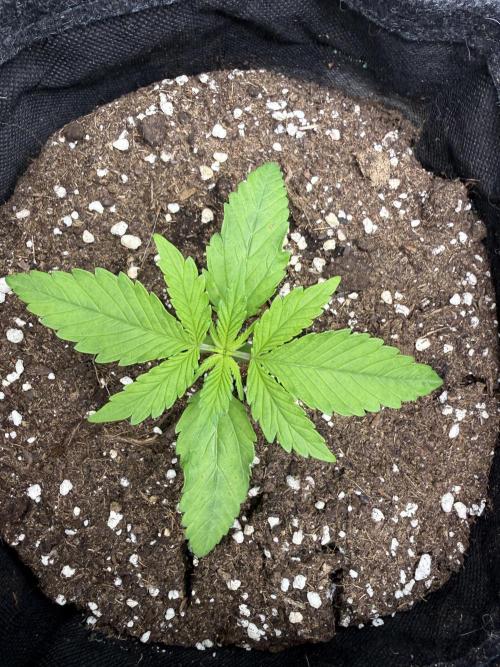 🍋🥤⬆️. Week 3 - D15