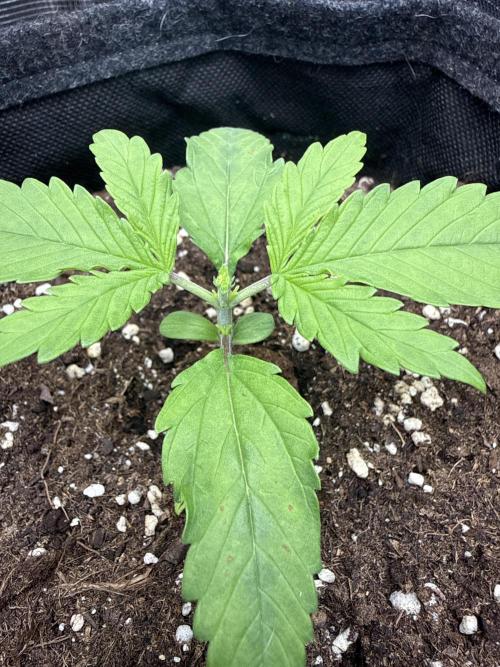 🍋🥤⬆️. Week 3 - D15 after FIM