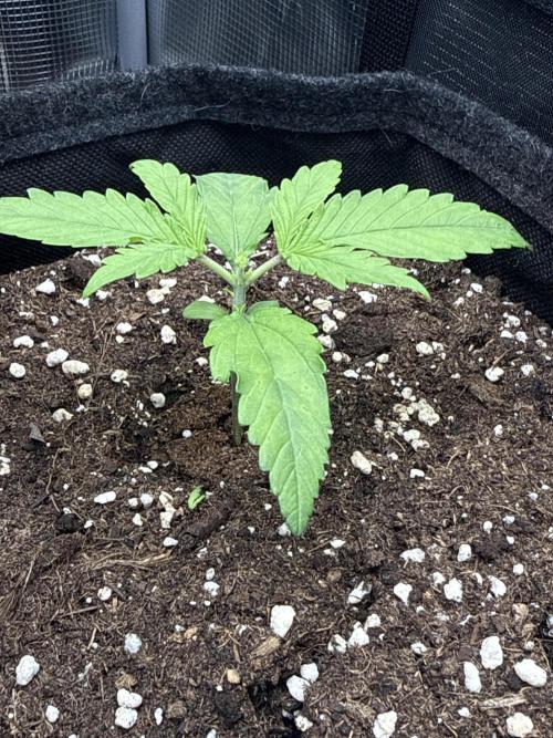 🍋🥤⬆️. Week 3