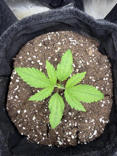 🍋🥤⬆️. Week 3 - D16