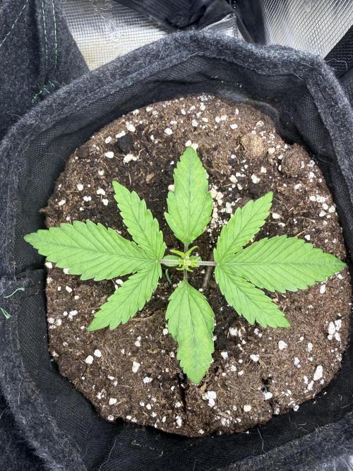 🍋🥤⬆️. Week 3 - D17