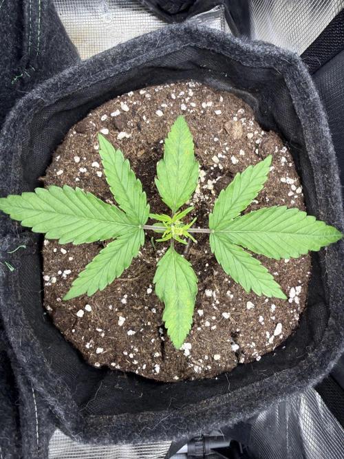 🍋🥤⬆️. Week 3 - D18