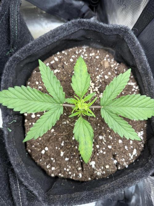 🍋🥤⬆️. Week 3 - D19