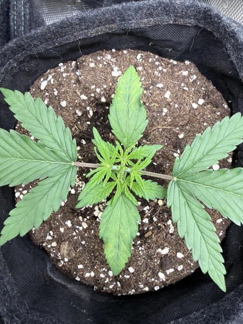 🍋🥤⬆️. Week 3 - D20