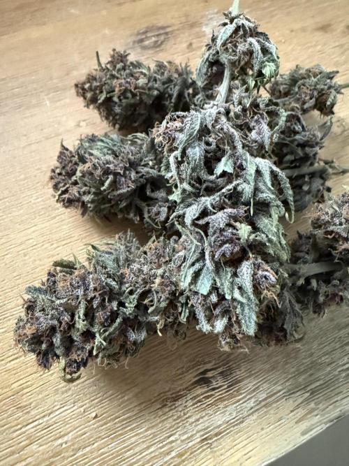 👿🐇 Indoor. Week 12