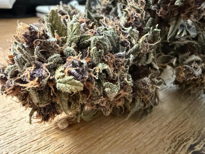 👿🐇 Indoor. Week 12