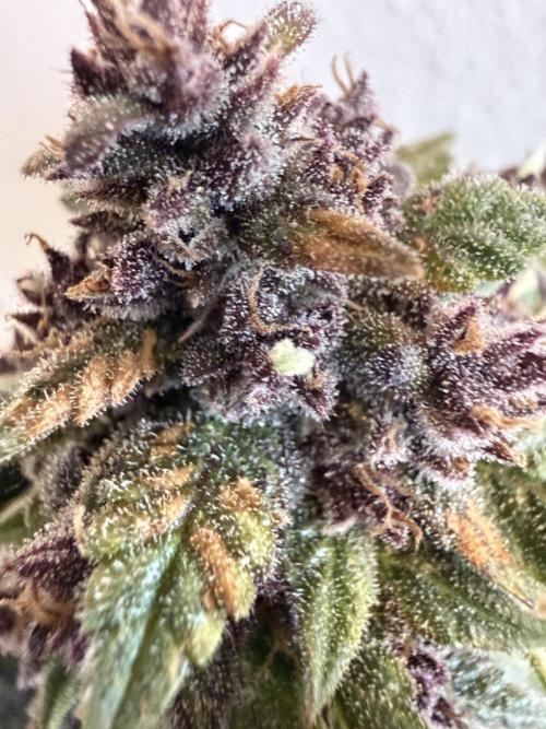 🍌😈🥊 RF3. Week 12