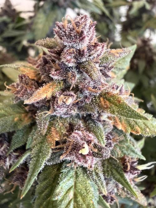 🍌😈🥊 RF3. Week 12