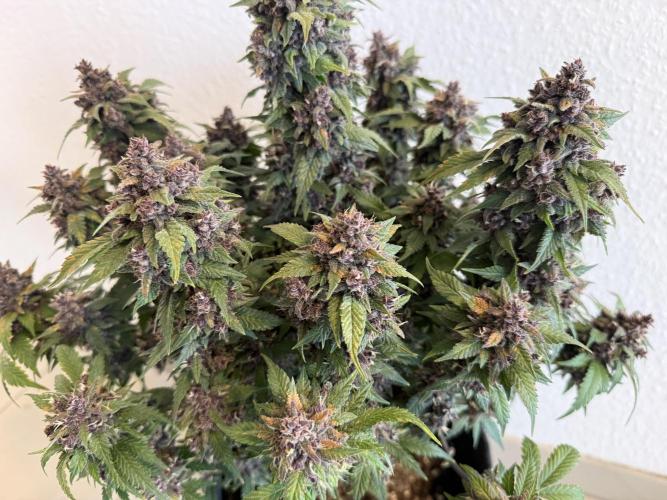 🍌😈🥊 RF3. Week 12