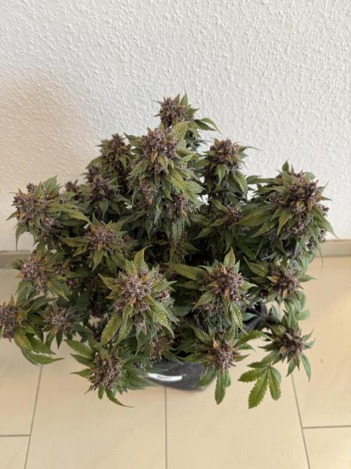 🍌😈🥊 RF3. Week 12