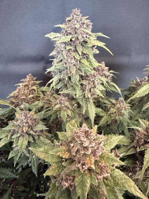 🍌😈🥊 RF3. Week 12