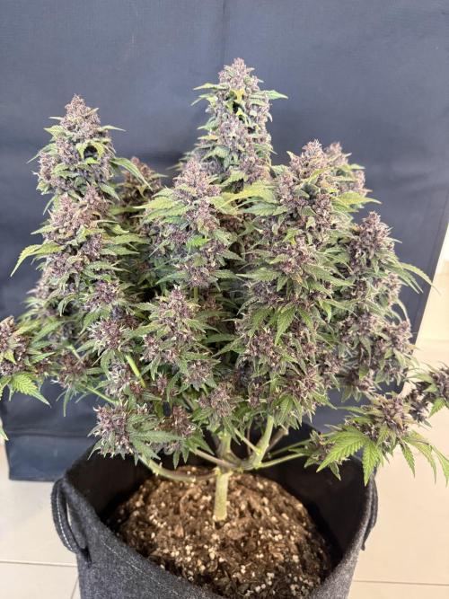 🍌😈🥊 RF3. Week 12